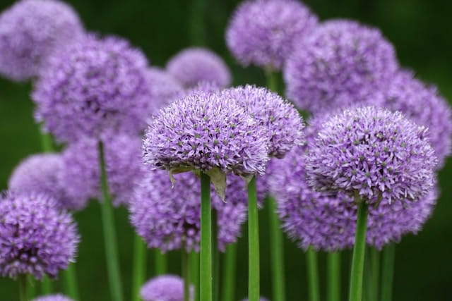 ALLIUM