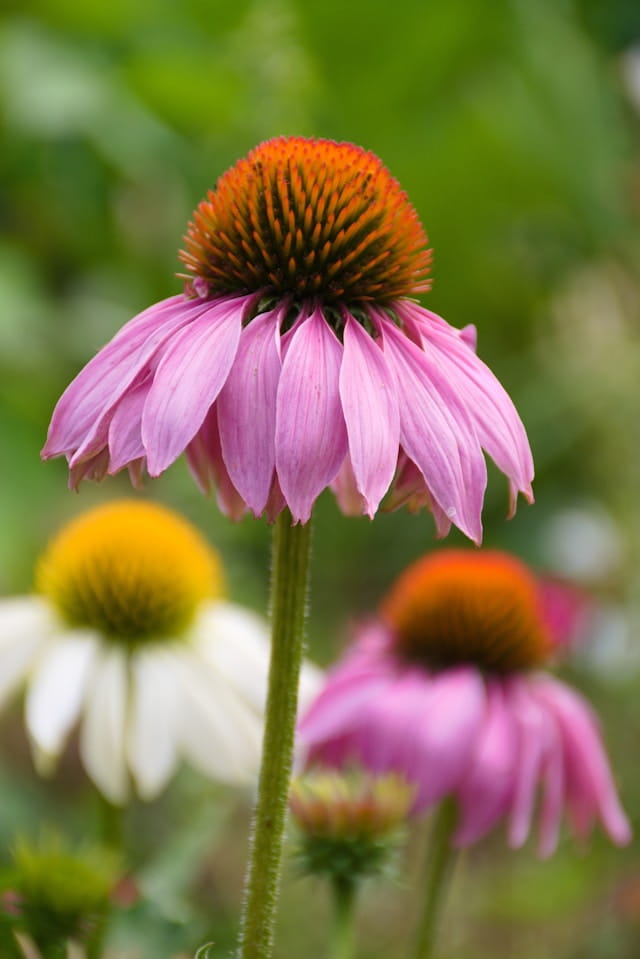 ECHINACEA