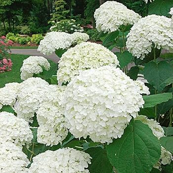 HYDRANGEA