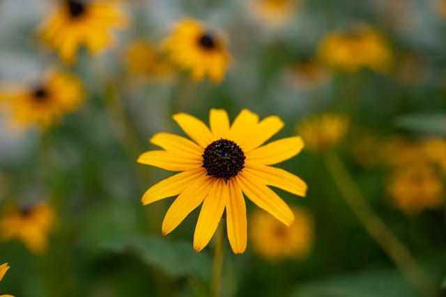 RUDBECKIA